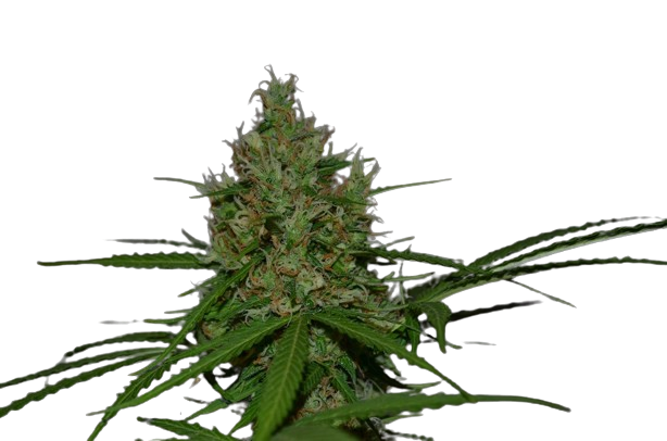 Cyclone Flower Image